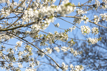White cherry tree flowers.
