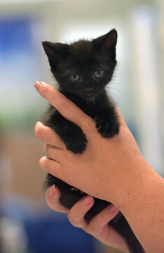 cute little black kitten in hands