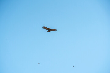 Horizontal shot of 3 Andean condors in flight