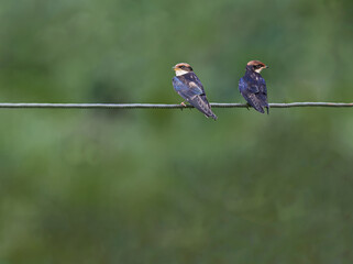 A Pair of Wire Tail Swallow resting on a wire