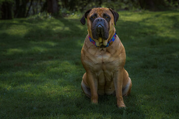 2022-04-16 A LARGE BULLMASTIFF WITH BRIGHT ORANGE EYES SITTING IN A DARK GREEN FIELD WEARING A MULTI COLORED COLLAR WITH A BLURRY BACKGROUND