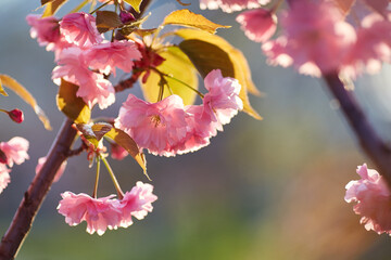 Springtime background with pink blossom. Beautiful nature scene with blooming sakura tree.