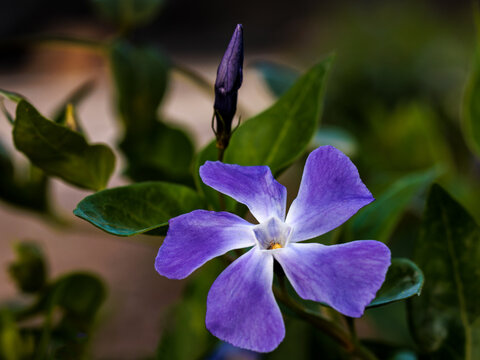 Vinca minor is a species of flowering plant in the dogbane family.
