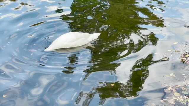 Black-necked swan, Schwaene, Cygnus