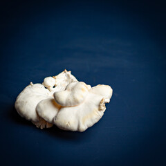 Fototapeta na wymiar Oyster mushroom on a dark background