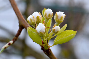 Pear Blossom Cluster 03