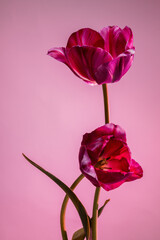 Magic two tulips on abstract pink sunrise background