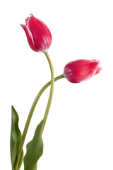 Two pink spring tulip flowers isolated on white background - 499669567