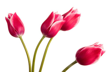 Four pink spring tulip flowers isolated on white background