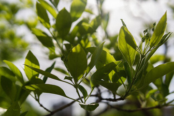 leaves