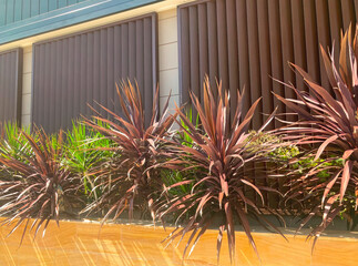 Cordyline indivisa plants in a garden bed with Brown metal louvre panels in the background