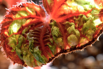 Rex Begonia Leaf Abstract 01