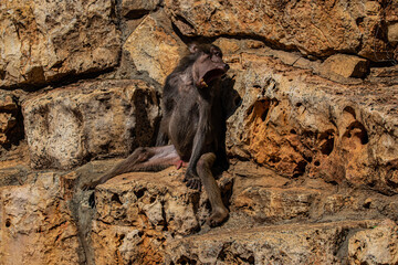 monkey sitting on a rock