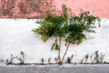 Pomegranate tree with fruits