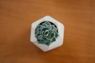 wedding rings on a small succulent