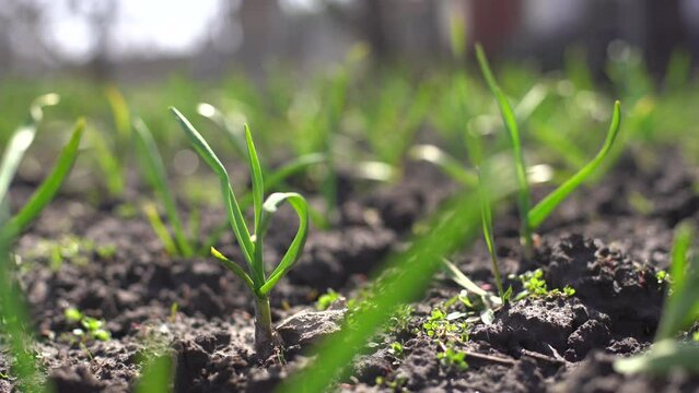 Young green spring shoots of garlic on a sunny day against a background of dark soil