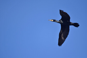 Cormorant in flight