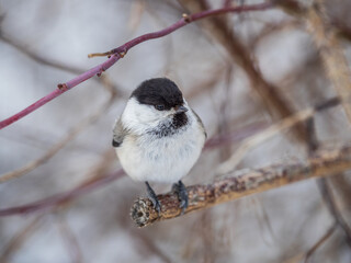 Cute bird the willow tit, song bird sitting on a branch without leaves in the winter.