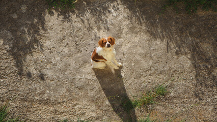 Spaniel breton