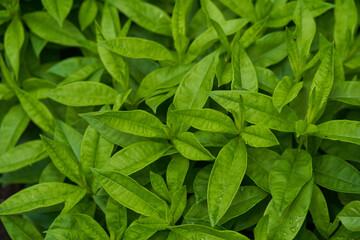 Phlox leaves are green in close-up. Background leaves, leaf texture. High quality photo