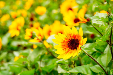 sunflowers in the field