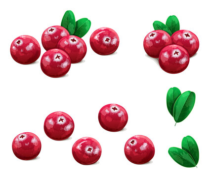Variations of realistic cranberries with leaves isolated on white background. Vector Illustration.