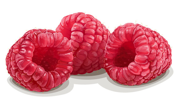Three realistic raspberries isolated on white background. Vector Illustration.