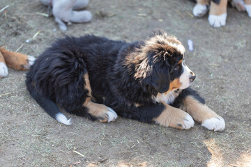 Puppy Bernese Mountain Dog eight weeks old.