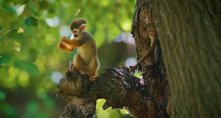squirrel on tree