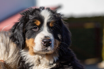 Puppy Bernese Mountain Dog eight weeks old.