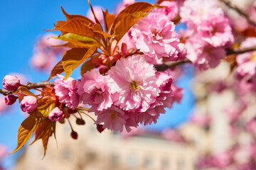 Pink sakura flowers close up. Beautiful cherry blossom tree over sky