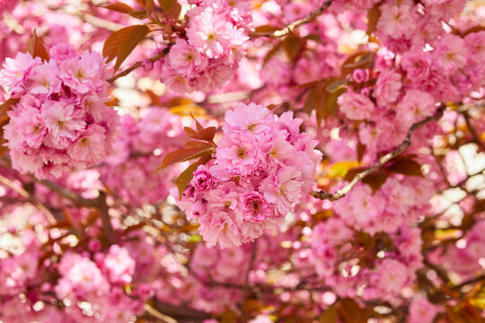 Beautiful pink flowers of cherry tree blossom. Nature background