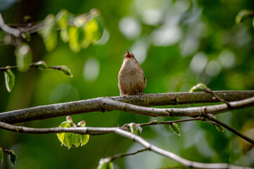 Wild bird wren, troglodytes troglodytes, perched on a tree branch