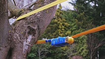 Park Tree Entwined For Safety with Flat Polyester Belt Ratchet Cam Buckle Strap on Windy Day	
