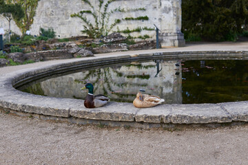 two ducks are resting near a pond