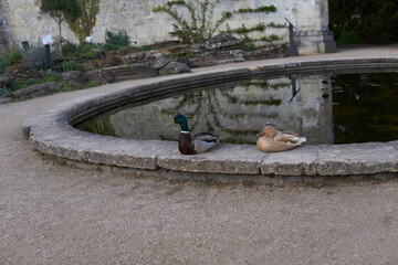 two ducks are resting near a pond