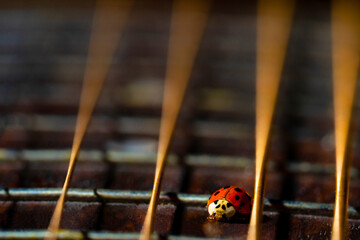 Fretboard of classical acoustic guitar with strings and a small red ladybug. A spotted bug sits on the neck of guitar next to the strings. Musical instrument and beetle insect close up. Music and art.