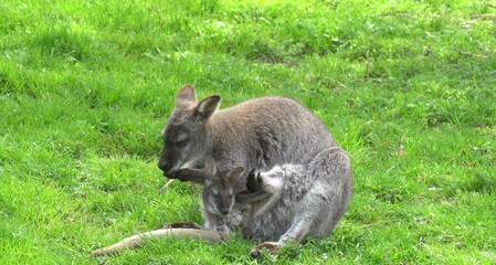 kangaroo in the grass