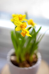 Daffodils grow in a white ceramic vase. Yellow daffodils near the window. Blurred background. Photo