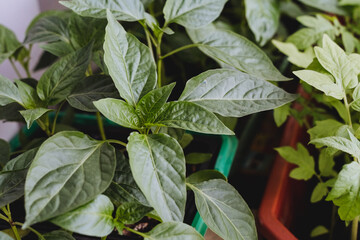 The leaves of the seedlings are taken from above close-up, Green seedlings of bell peppers.