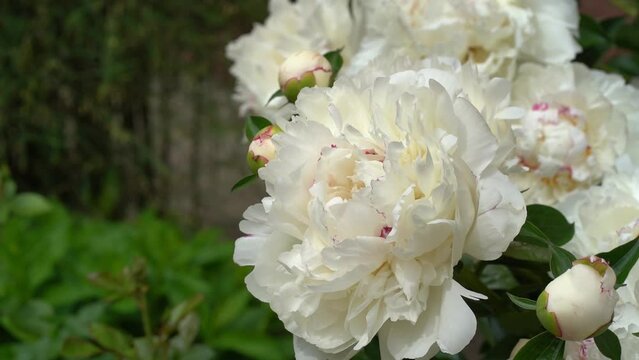 Close-up of a bush with white peonies on a background of green leaves blooming in the garden. Perennial flowers are white. High quality FullHD footage