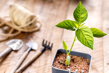 pot with seedlings and garden tools on wooden table.