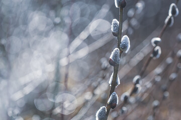 Flowering catkin on willow or brittle willow in the spring forest. Selective focus closeup © rustamank