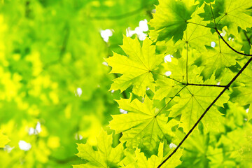Fototapeta na wymiar Spring landscape, background - view of the maple leaves on the branch in the deciduous forest on a sunny day, closeup, with space for text