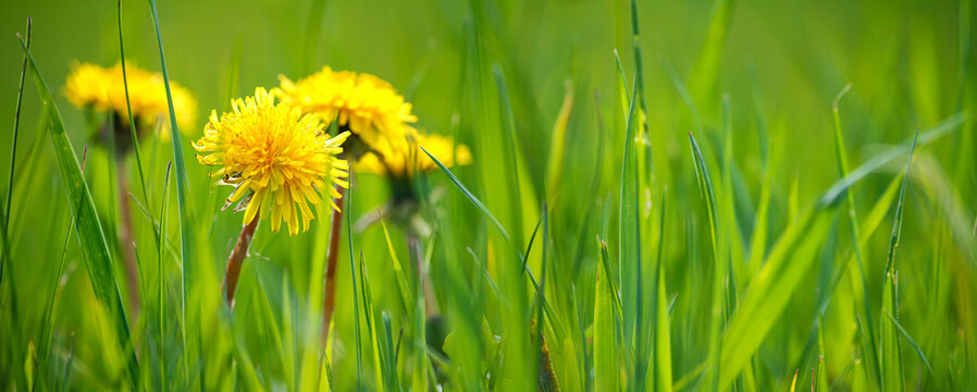 Fototapeta Selective focus close-up of the yellow dandelions on spring meadow, banner. Yellow flowers in green grass on the field. Taraxacum officinale