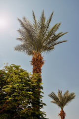 Palm tree and deciduous tree against clear blue sky on hot sunny day. Exotic African trees. Vertical photo. Copy space for text. Selective focus.