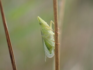 Planthopper Dictyophara europaea