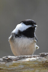 Obraz premium Black Capped Chickadee