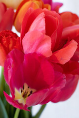 Tulips white background