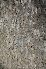 Ecorce d'arbre marron